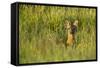 Roe Deer (Capreolus Capreolus) Young Doe in Summer Meadow, Scotland, UK-Mark Hamblin-Framed Stretched Canvas