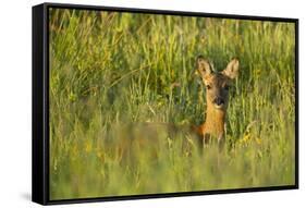 Roe Deer (Capreolus Capreolus) Young Doe in Summer Meadow, Scotland, UK-Mark Hamblin-Framed Stretched Canvas