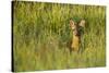 Roe Deer (Capreolus Capreolus) Young Doe in Summer Meadow, Scotland, UK-Mark Hamblin-Stretched Canvas
