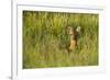 Roe Deer (Capreolus Capreolus) Young Doe in Summer Meadow, Scotland, UK-Mark Hamblin-Framed Photographic Print