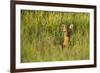 Roe Deer (Capreolus Capreolus) Young Doe in Summer Meadow, Scotland, UK-Mark Hamblin-Framed Photographic Print