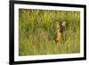 Roe Deer (Capreolus Capreolus) Young Doe in Summer Meadow, Scotland, UK-Mark Hamblin-Framed Photographic Print