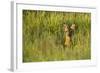 Roe Deer (Capreolus Capreolus) Young Doe in Summer Meadow, Scotland, UK-Mark Hamblin-Framed Photographic Print