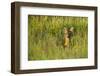 Roe Deer (Capreolus Capreolus) Young Doe in Summer Meadow, Scotland, UK-Mark Hamblin-Framed Photographic Print