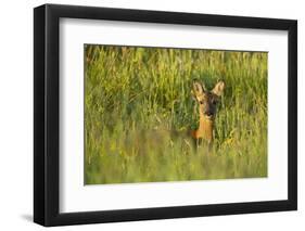 Roe Deer (Capreolus Capreolus) Young Doe in Summer Meadow, Scotland, UK-Mark Hamblin-Framed Photographic Print