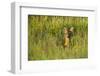 Roe Deer (Capreolus Capreolus) Young Doe in Summer Meadow, Scotland, UK-Mark Hamblin-Framed Photographic Print