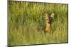 Roe Deer (Capreolus Capreolus) Young Doe in Summer Meadow, Scotland, UK-Mark Hamblin-Mounted Photographic Print