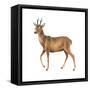 Roe Deer (Capreolus), Mammals-Encyclopaedia Britannica-Framed Stretched Canvas