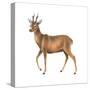 Roe Deer (Capreolus), Mammals-Encyclopaedia Britannica-Stretched Canvas
