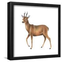 Roe Deer (Capreolus), Mammals-Encyclopaedia Britannica-Framed Poster