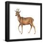 Roe Deer (Capreolus), Mammals-Encyclopaedia Britannica-Framed Poster