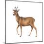 Roe Deer (Capreolus), Mammals-Encyclopaedia Britannica-Mounted Poster