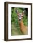 Roe deer doe, Fife, Scotland-Laurie Campbell-Framed Photographic Print