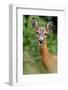 Roe deer doe, Fife, Scotland-Laurie Campbell-Framed Photographic Print