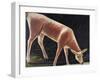 Roe Deer Drinking-Niko Pirosmani-Framed Giclee Print