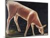 Roe Deer Drinking-Niko Pirosmani-Mounted Giclee Print