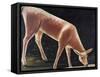 Roe Deer Drinking-Niko Pirosmani-Framed Stretched Canvas