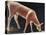 Roe Deer Drinking-Niko Pirosmani-Stretched Canvas