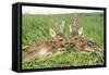 Roe Deer Fawns Lying in Grassland with Wild Orchids-null-Framed Stretched Canvas