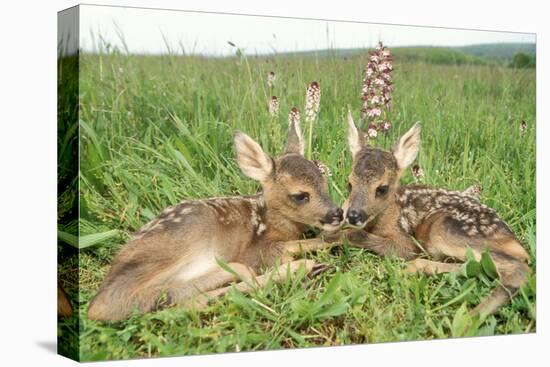 Roe Deer Fawns Lying in Grassland with Wild Orchids-null-Stretched Canvas