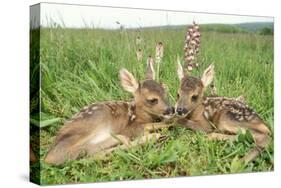 Roe Deer Fawns Lying in Grassland with Wild Orchids-null-Stretched Canvas