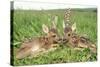 Roe Deer Fawns Lying in Grassland with Wild Orchids-null-Stretched Canvas