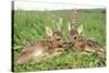 Roe Deer Fawns Lying in Grassland with Wild Orchids-null-Stretched Canvas