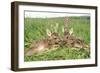 Roe Deer Fawns Lying in Grassland with Wild Orchids-null-Framed Photographic Print