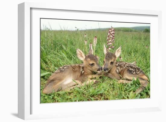 Roe Deer Fawns Lying in Grassland with Wild Orchids-null-Framed Photographic Print