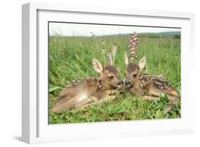 Roe Deer Fawns Lying in Grassland with Wild Orchids-null-Framed Photographic Print