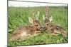 Roe Deer Fawns Lying in Grassland with Wild Orchids-null-Mounted Photographic Print