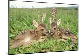 Roe Deer Fawns Lying in Grassland with Wild Orchids-null-Mounted Photographic Print