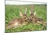 Roe Deer Fawns Lying in Grassland with Wild Orchids-null-Mounted Photographic Print