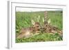 Roe Deer Fawns Lying in Grassland with Wild Orchids-null-Framed Photographic Print