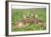 Roe Deer Fawns Lying in Grassland with Wild Orchids-null-Framed Photographic Print