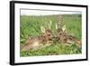 Roe Deer Fawns Lying in Grassland with Wild Orchids-null-Framed Photographic Print