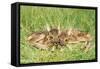 Roe Deer Fawns-null-Framed Stretched Canvas