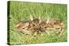 Roe Deer Fawns-null-Stretched Canvas