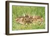Roe Deer Fawns-null-Framed Photographic Print