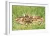 Roe Deer Fawns-null-Framed Photographic Print