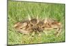 Roe Deer Fawns-null-Mounted Photographic Print