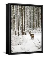 Roe Deer in Snow-null-Framed Stretched Canvas