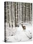 Roe Deer in Snow-null-Stretched Canvas