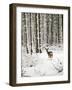 Roe Deer in Snow-null-Framed Photographic Print