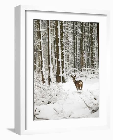 Roe Deer in Snow-null-Framed Photographic Print