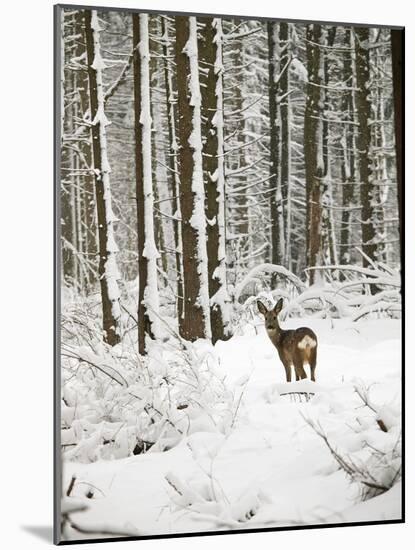 Roe Deer in Snow-null-Mounted Photographic Print