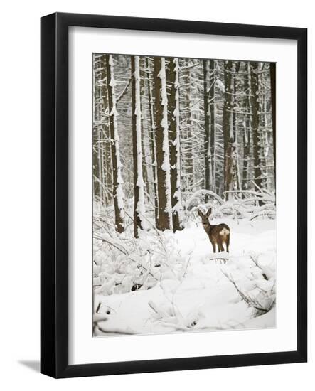 Premium Photographic Print, , large