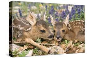 Roe Deer Two Young-null-Stretched Canvas