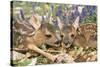 Roe Deer Two Young-null-Stretched Canvas