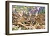 Roe Deer Two Young-null-Framed Photographic Print